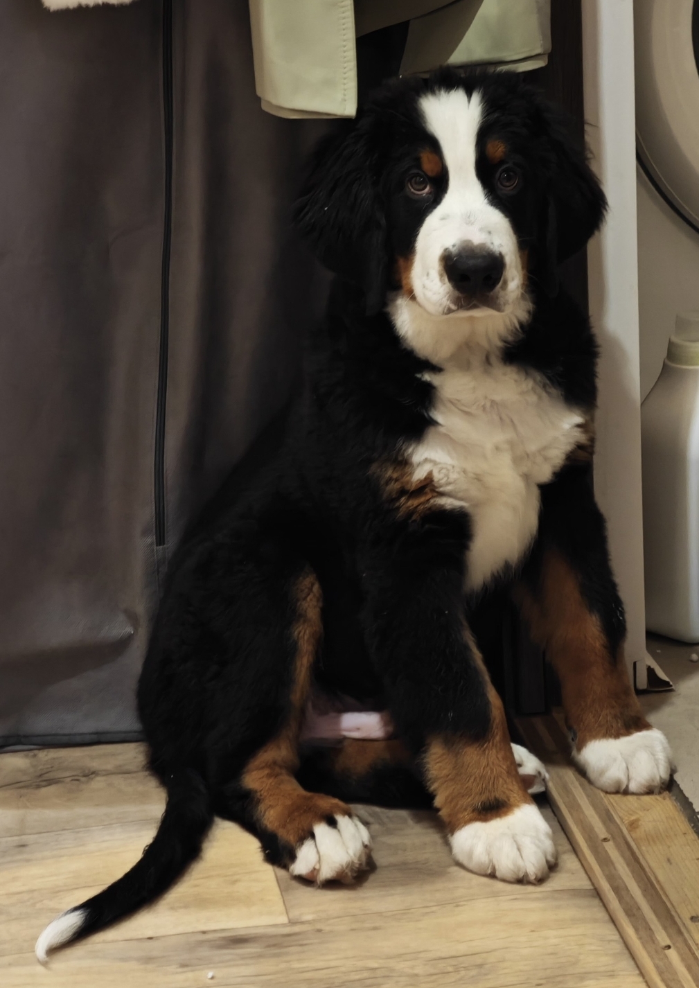 Бернский Зенненхунд