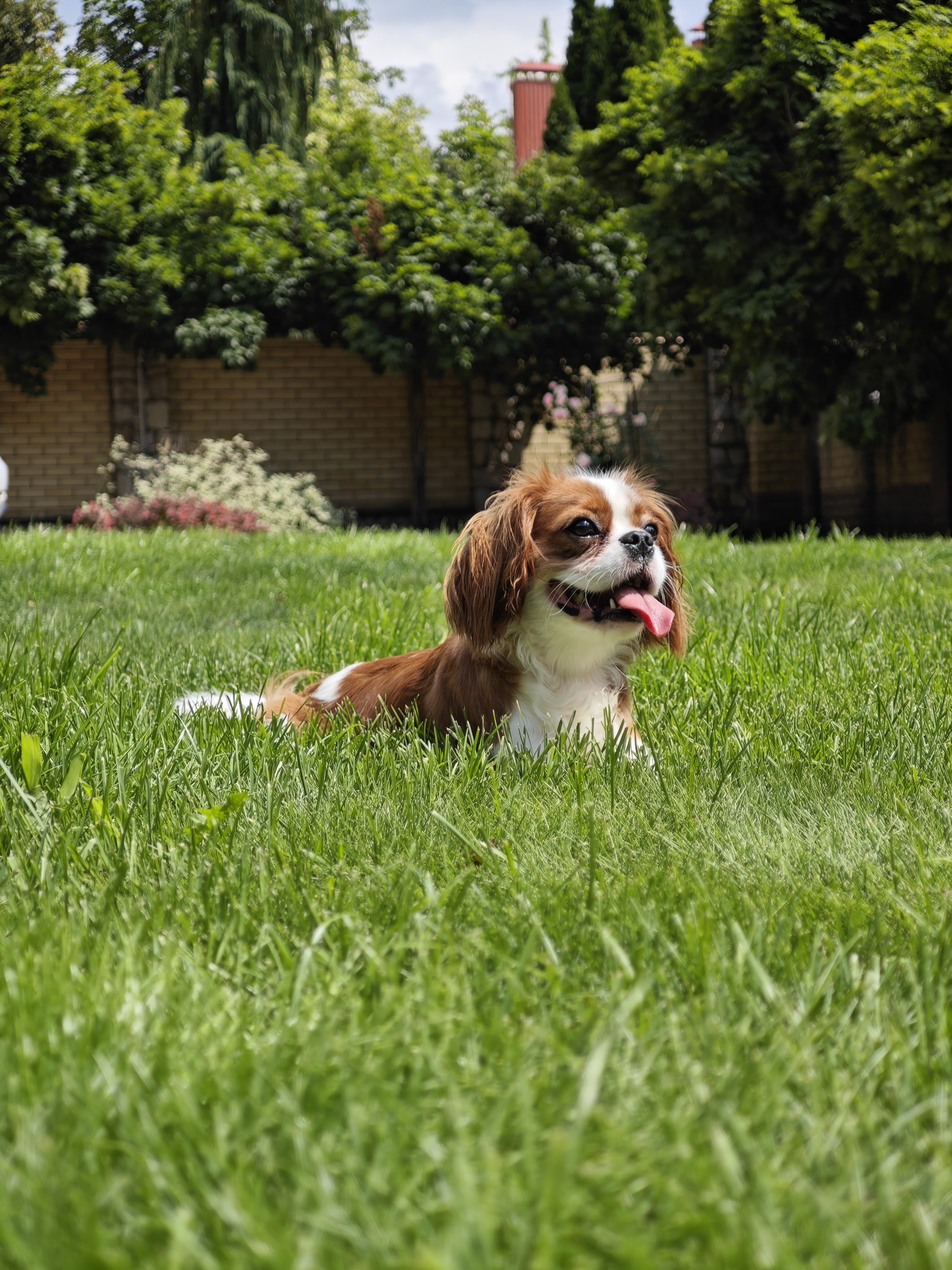 Кавалер Кинг Чарльз Спаниэль
