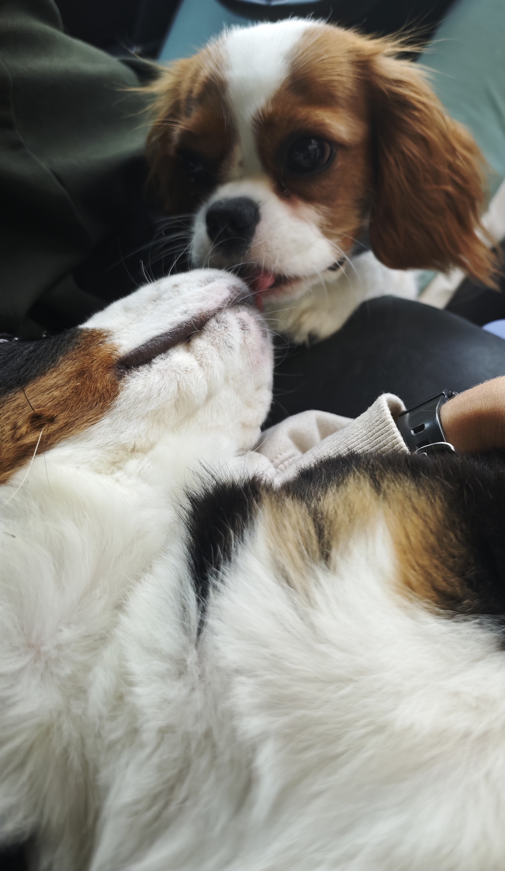 Бри и Орсон вместе дома